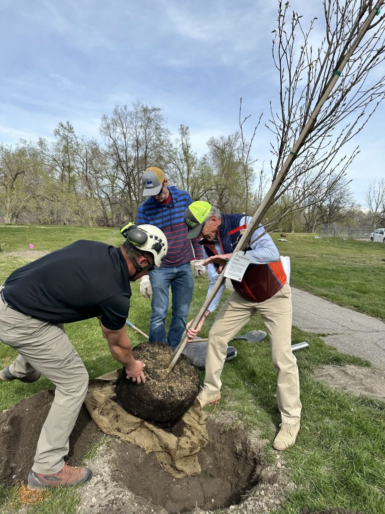 Council Member Dan Dugan and Public Lands staff plant a tree in Cottonwood Park