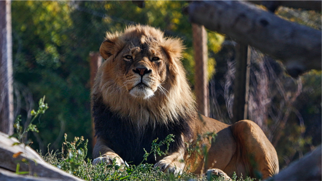 Lion Hogle Zoo