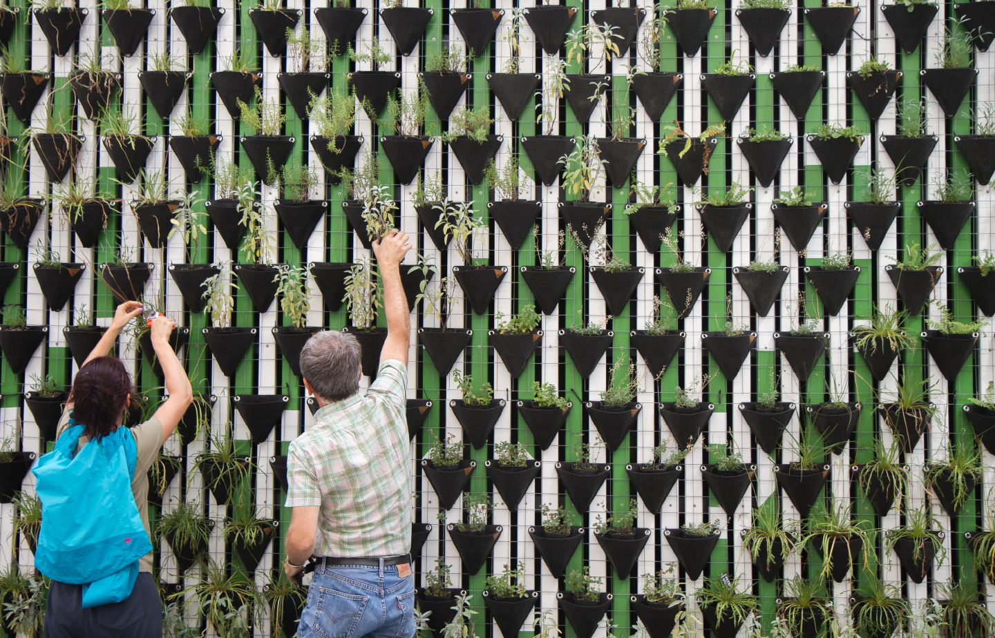 people trimming wall of plants