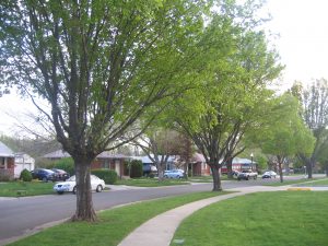 American Beauty Drive in Rose Park Neighborhood