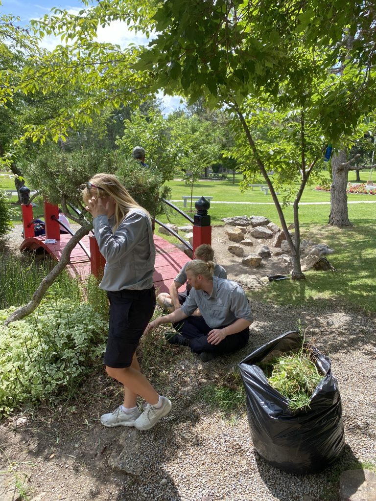 People weeding the garden by the red bridge.