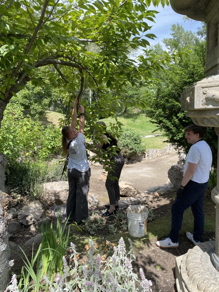 A woman smiling back at the camera as she helps hold a branch down so another woman may trim it.