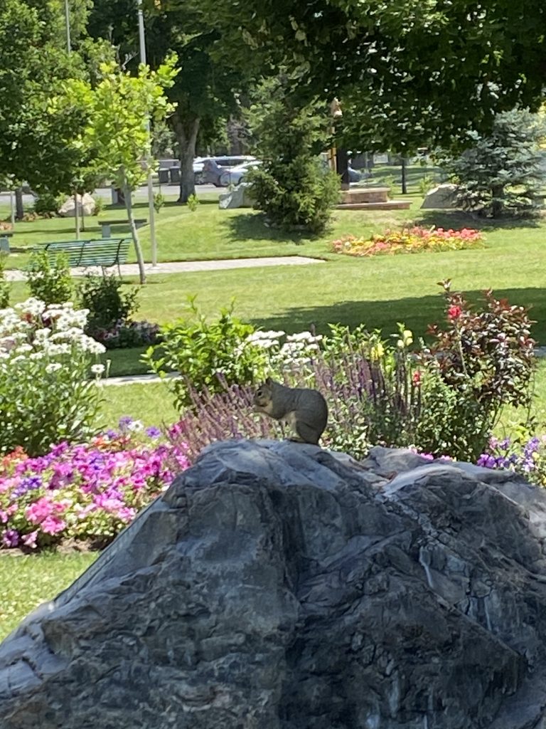 A squirrel on a rock.