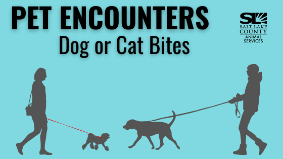 Salt Lake County Animal Services
Dog or cat bites