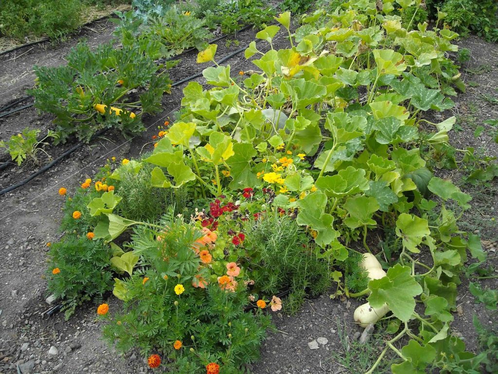 Green garden of squash, zucchini and wildflowers