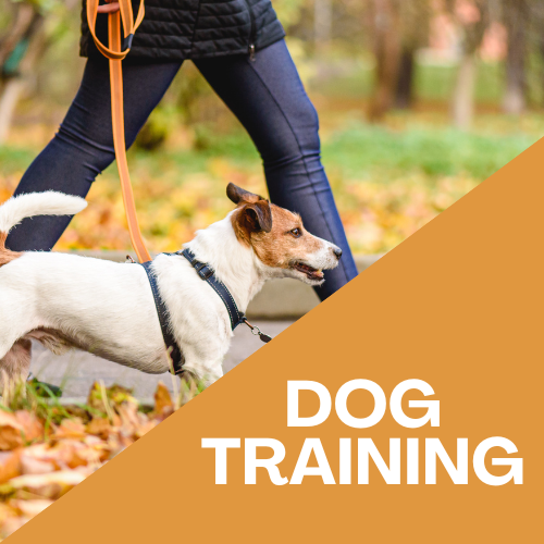 Fall Dog Training Events