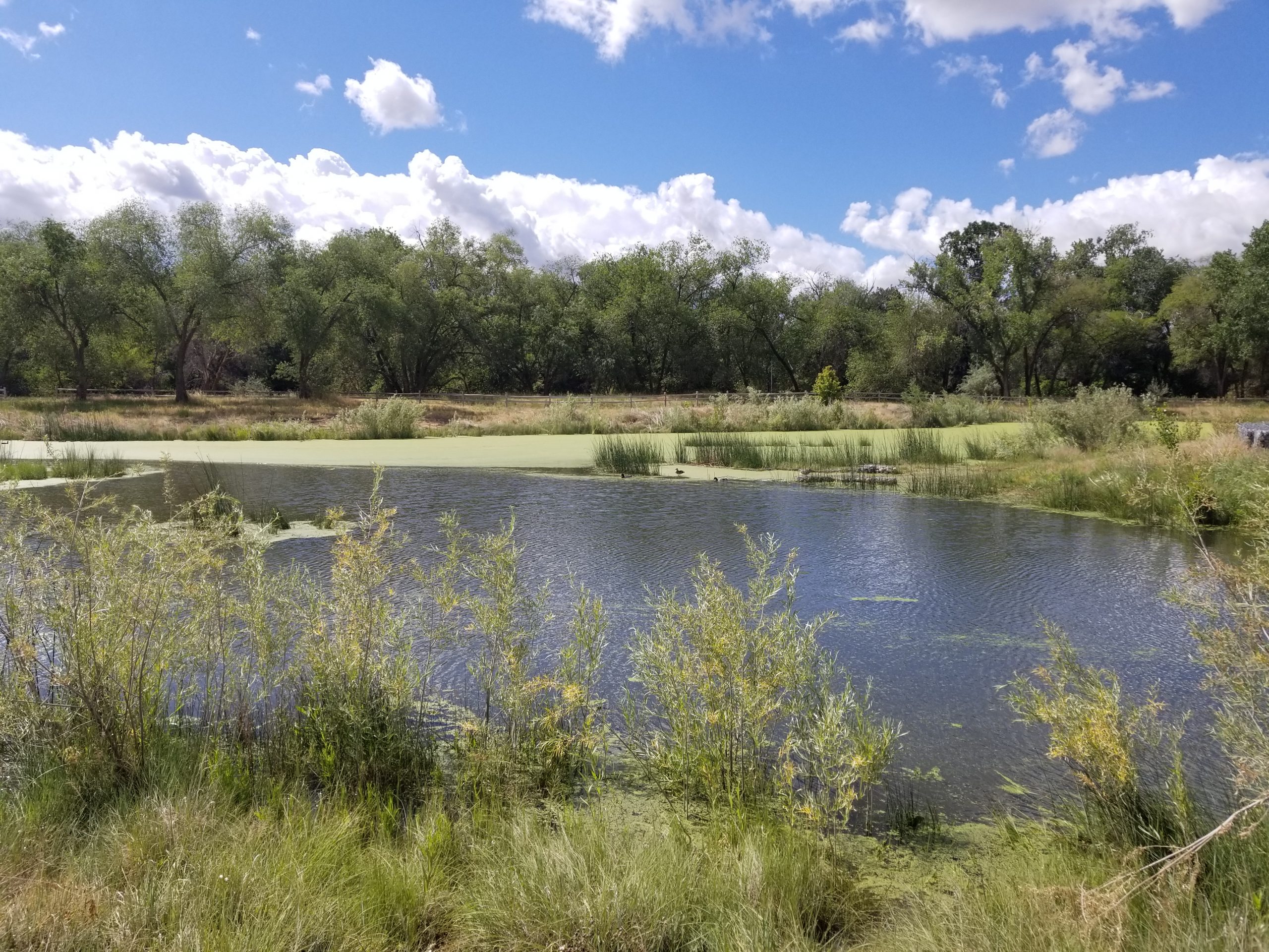 Fife Wetlands Preserve Gets page With Natural History Museum