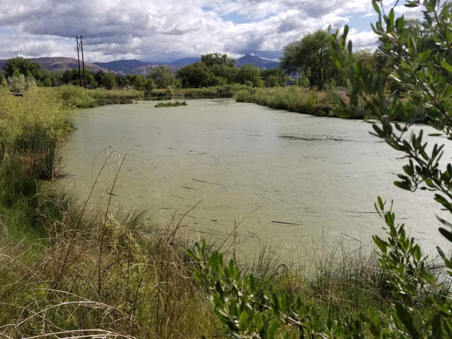 Fife Wetlands Preserve Gets page With Natural History Museum