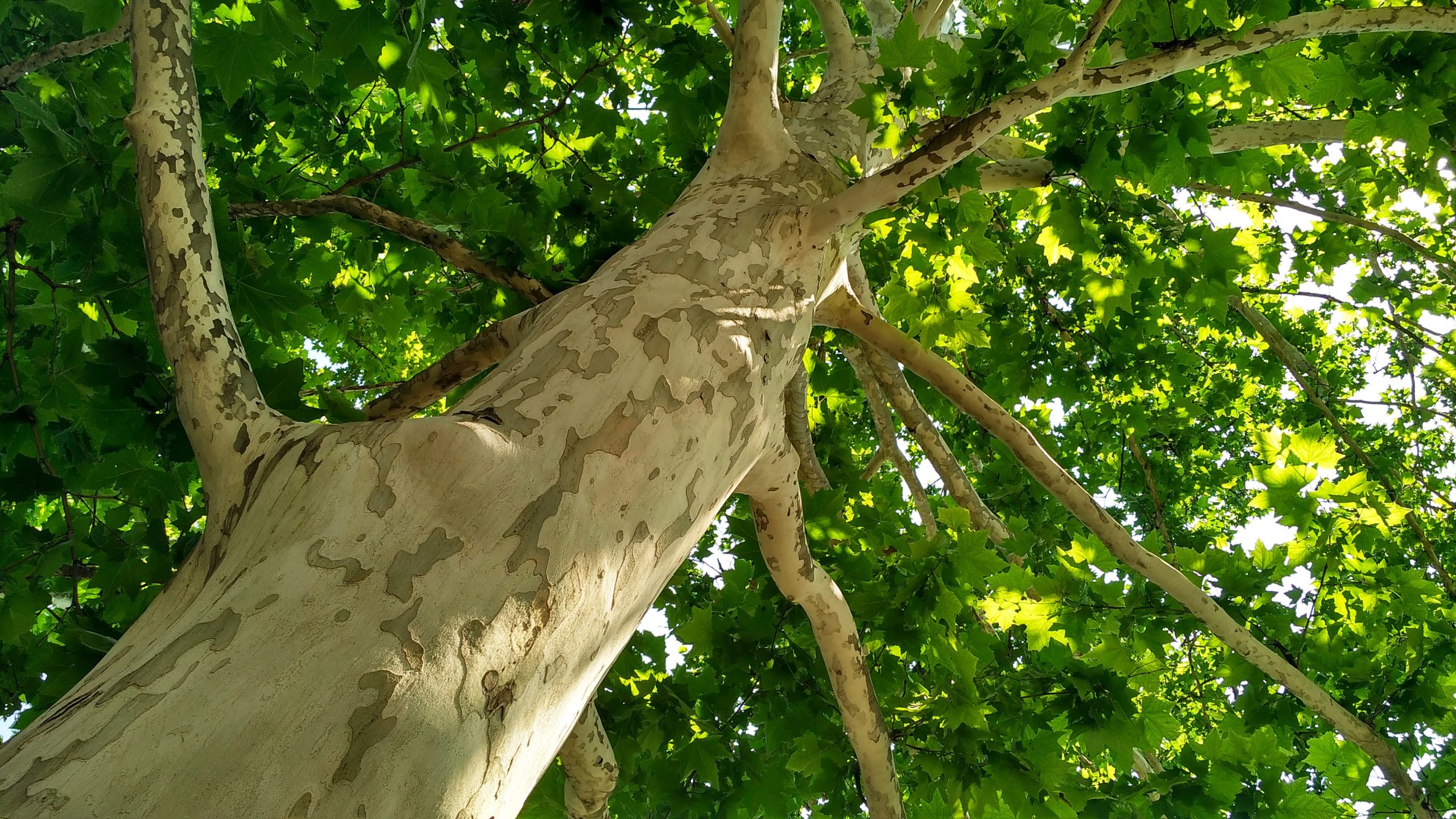 Anthracnose Update