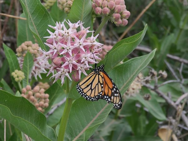 Monarch butterfly on showy milkweed