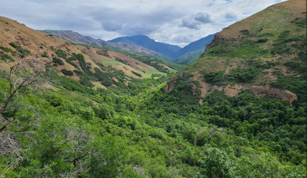 Foothills Natural Area