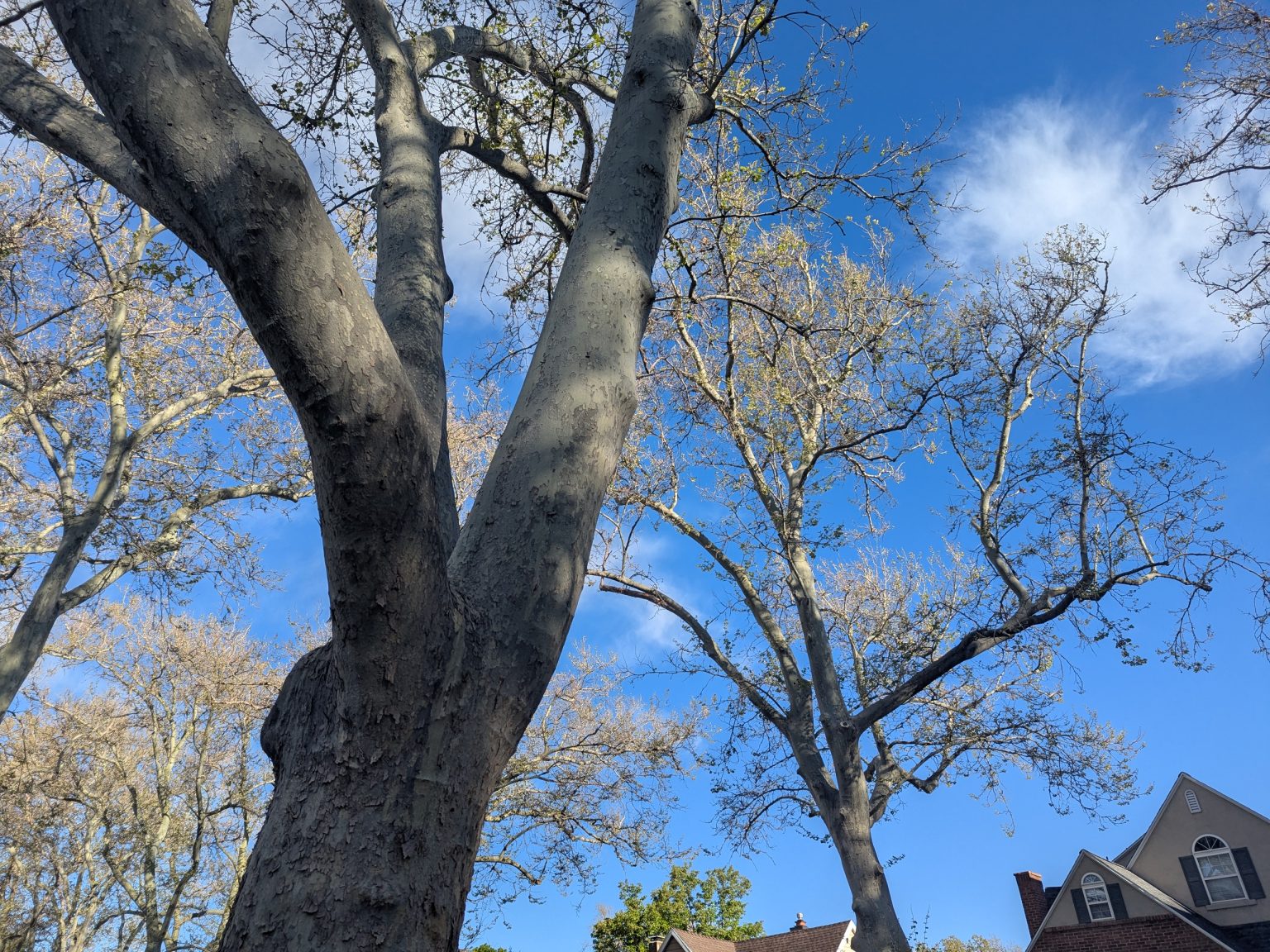 Slc Tree Protection Anthracnose in SLC’s Urban Forest | Public Lands Department