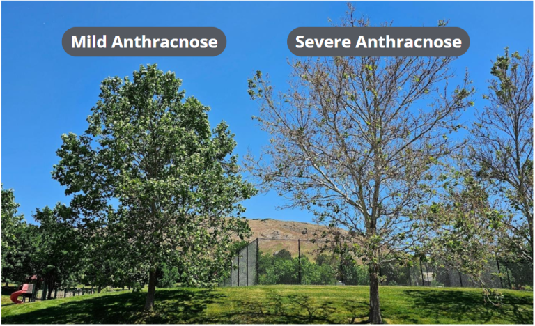 Slc Tree Protection Anthracnose in SLC’s Urban Forest | Public Lands Department