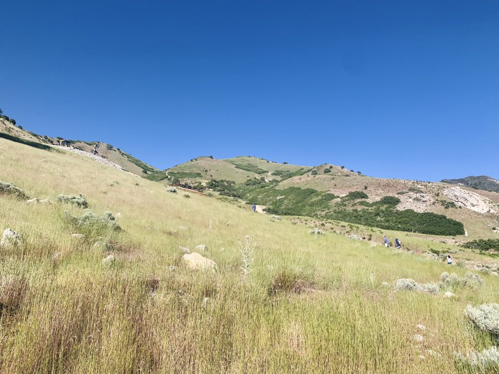 Tall grass in the foothills, with 3 people hiking.