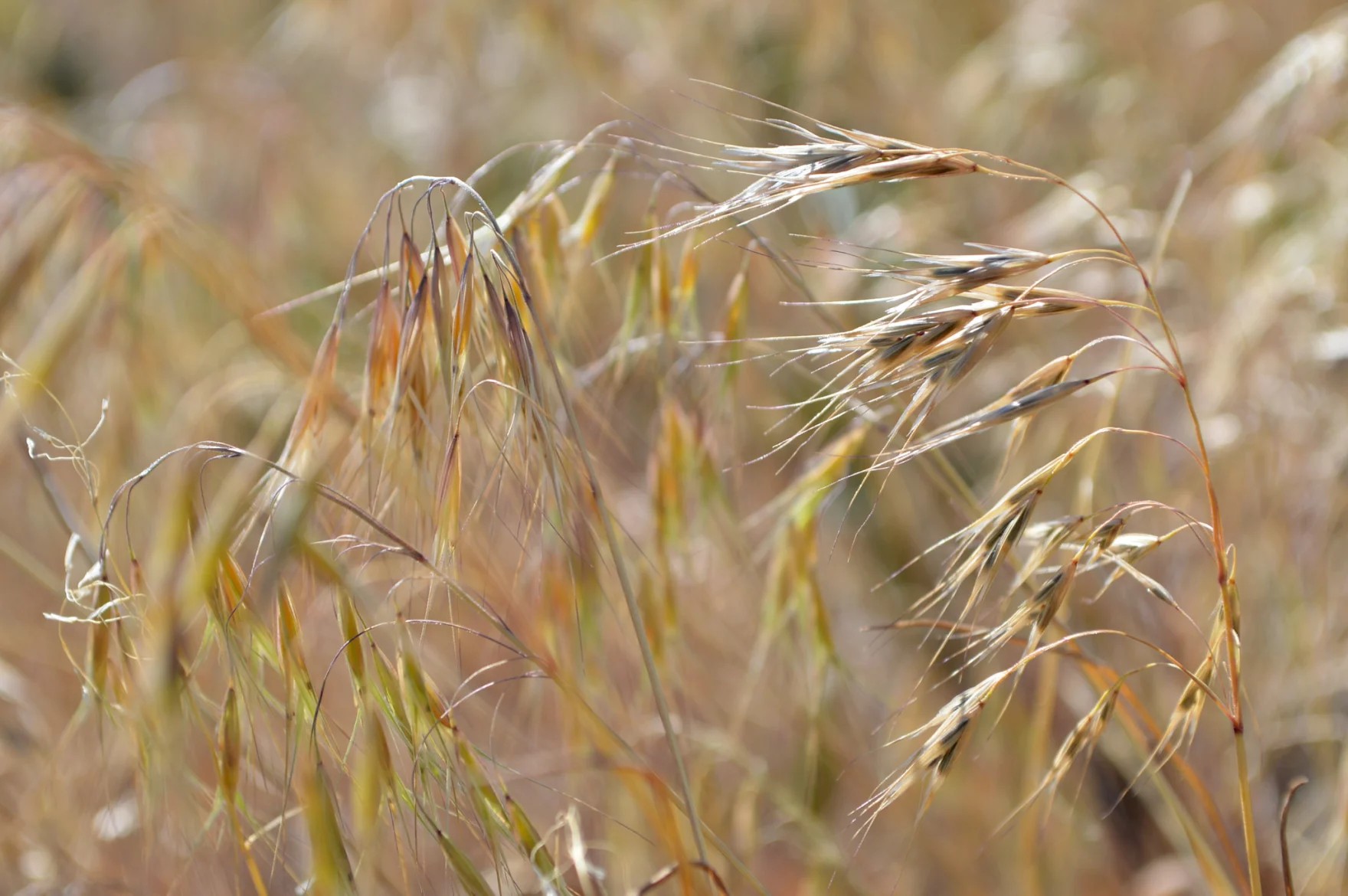 Photo of cheatgrass