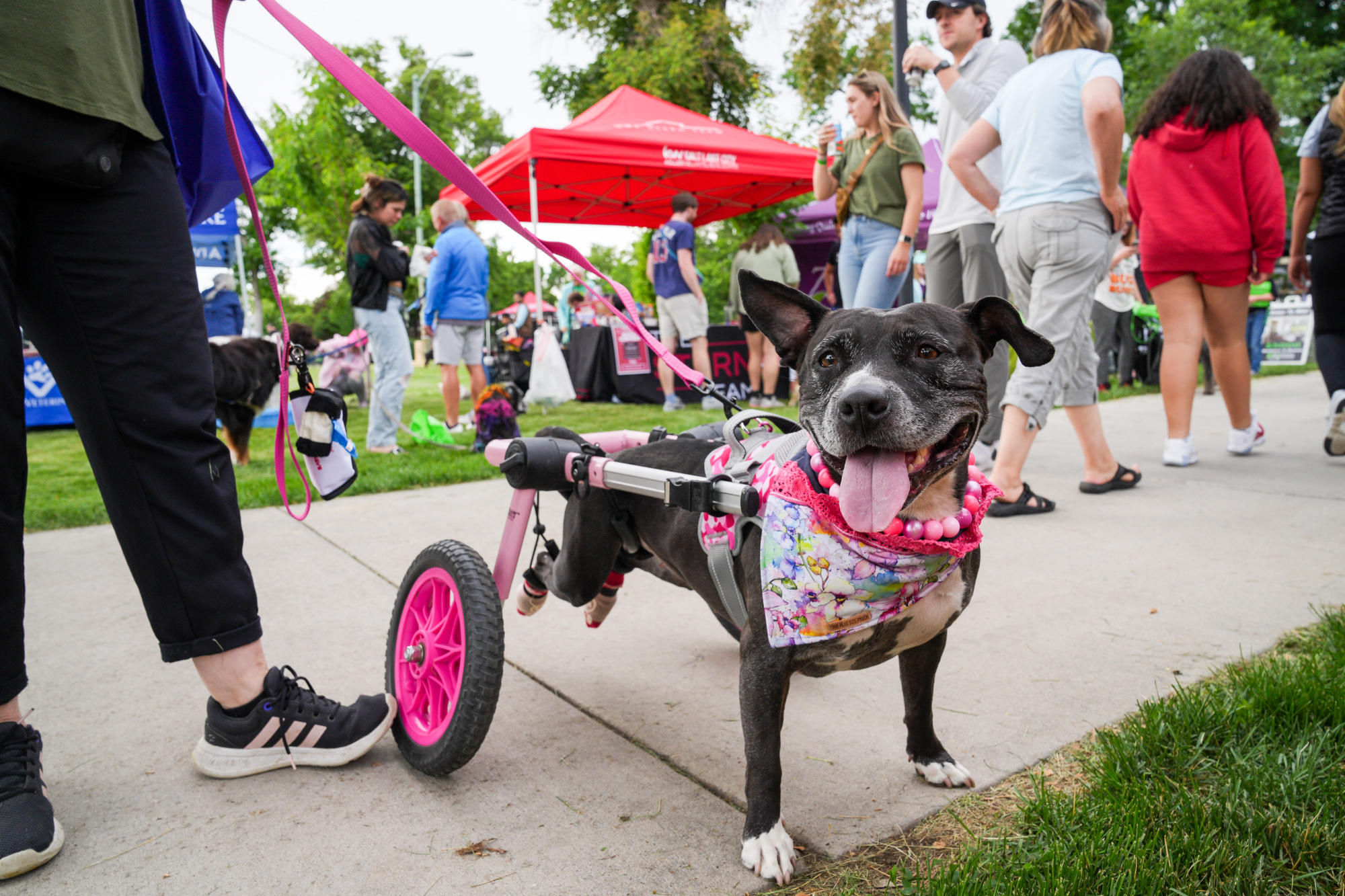 a happy dog with its tongue out