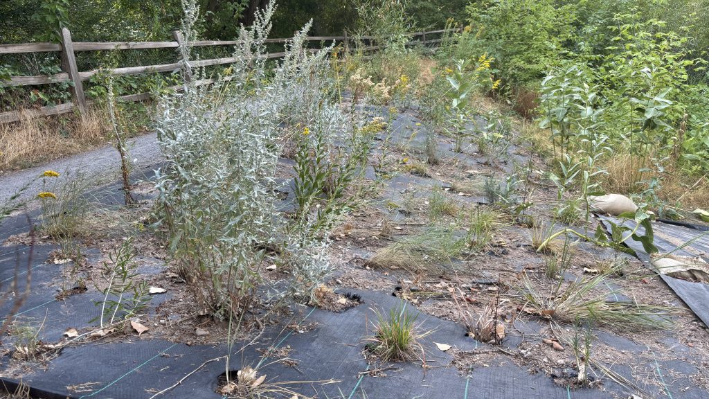 Weed barrier fabric that is helping native plants grow.