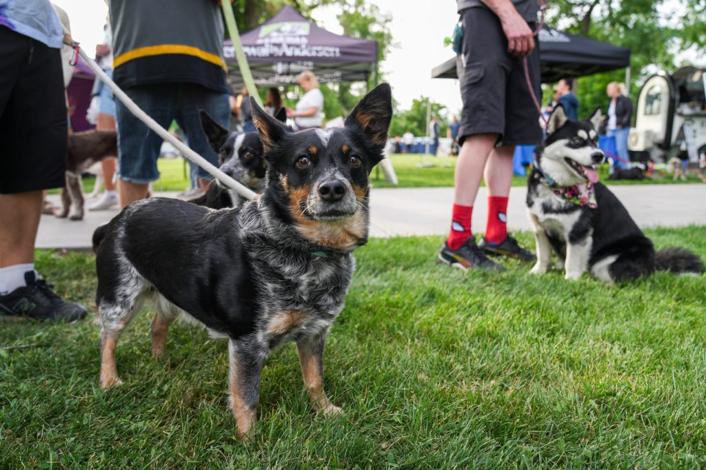 Dogs having fun at Yappy Hour community event