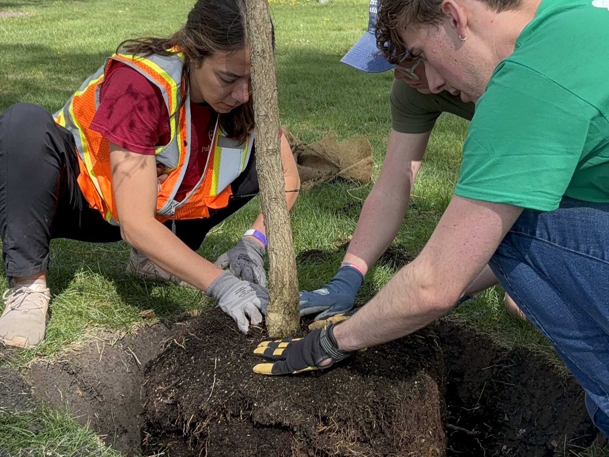 Volunteers planting tree