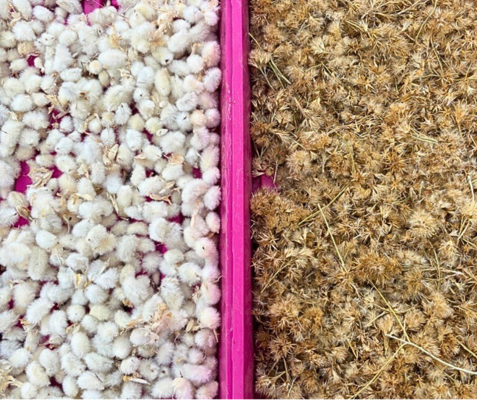 Drying process of native plants to be studied