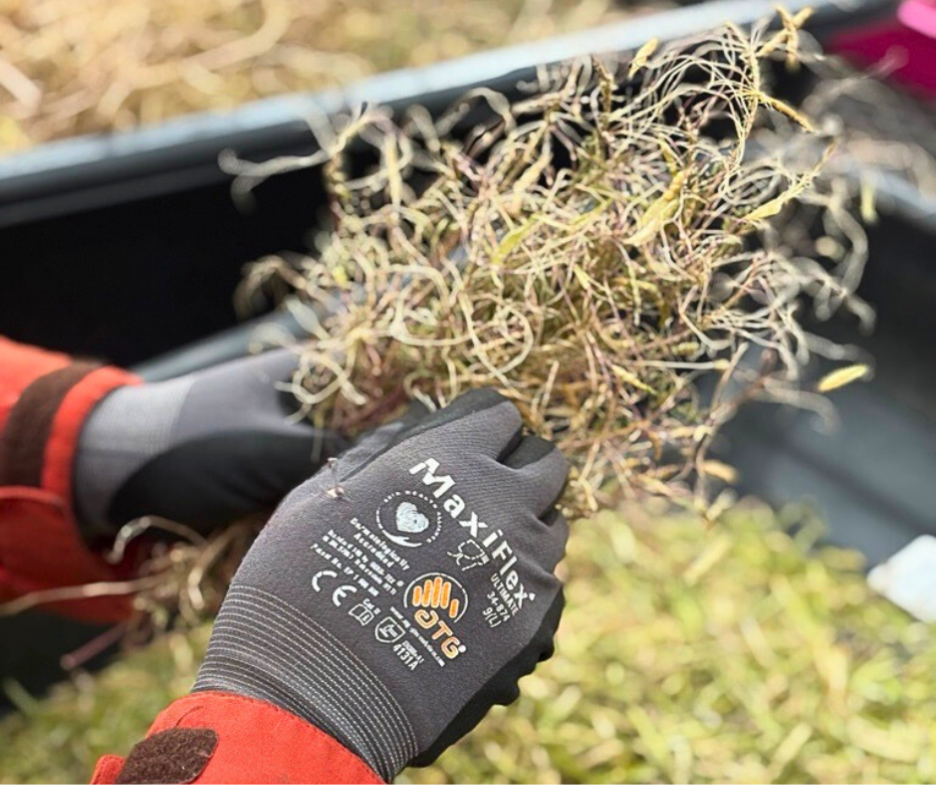 Public Lands staff working with native plants