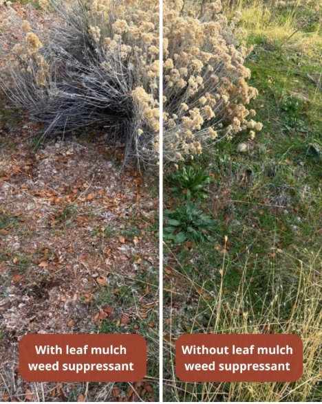 Side by side comparison of ground with leaf mulch weed suppressant vs. without