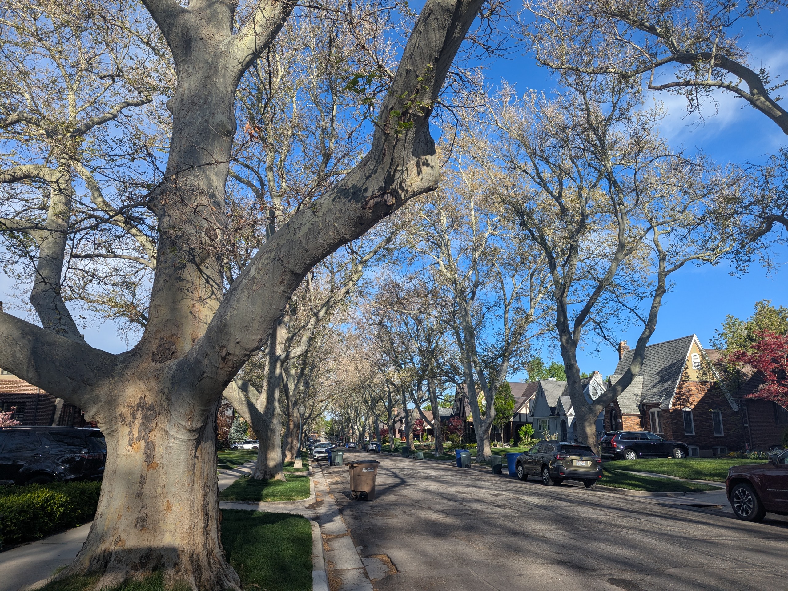 a city street with large trees lining the sidewalk 
