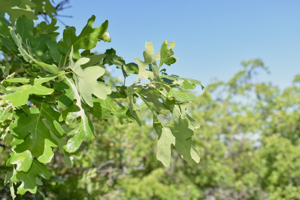 Leaves on tree in park