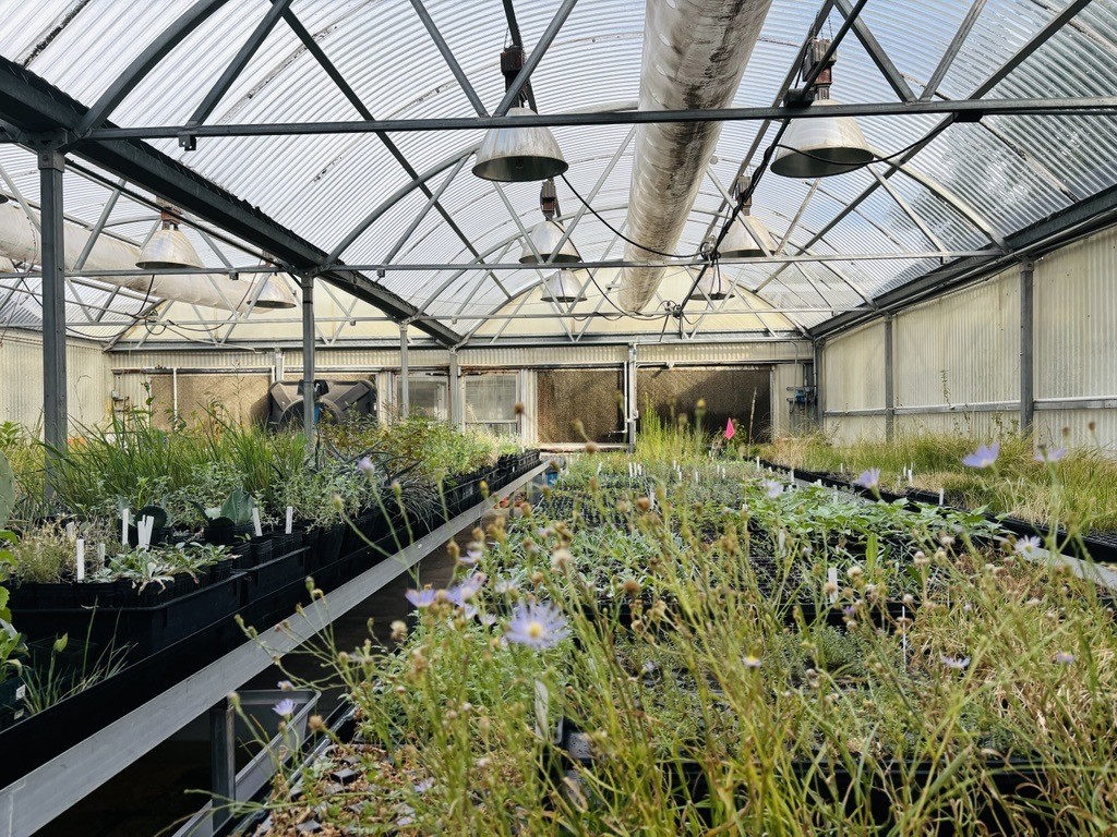 greenhouse with plants