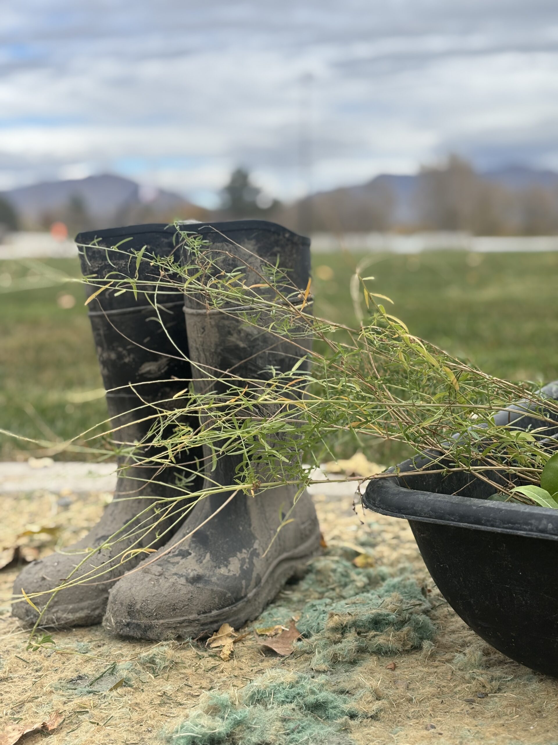Sustain - Advancing climate resilience, environmental health, and equity. 