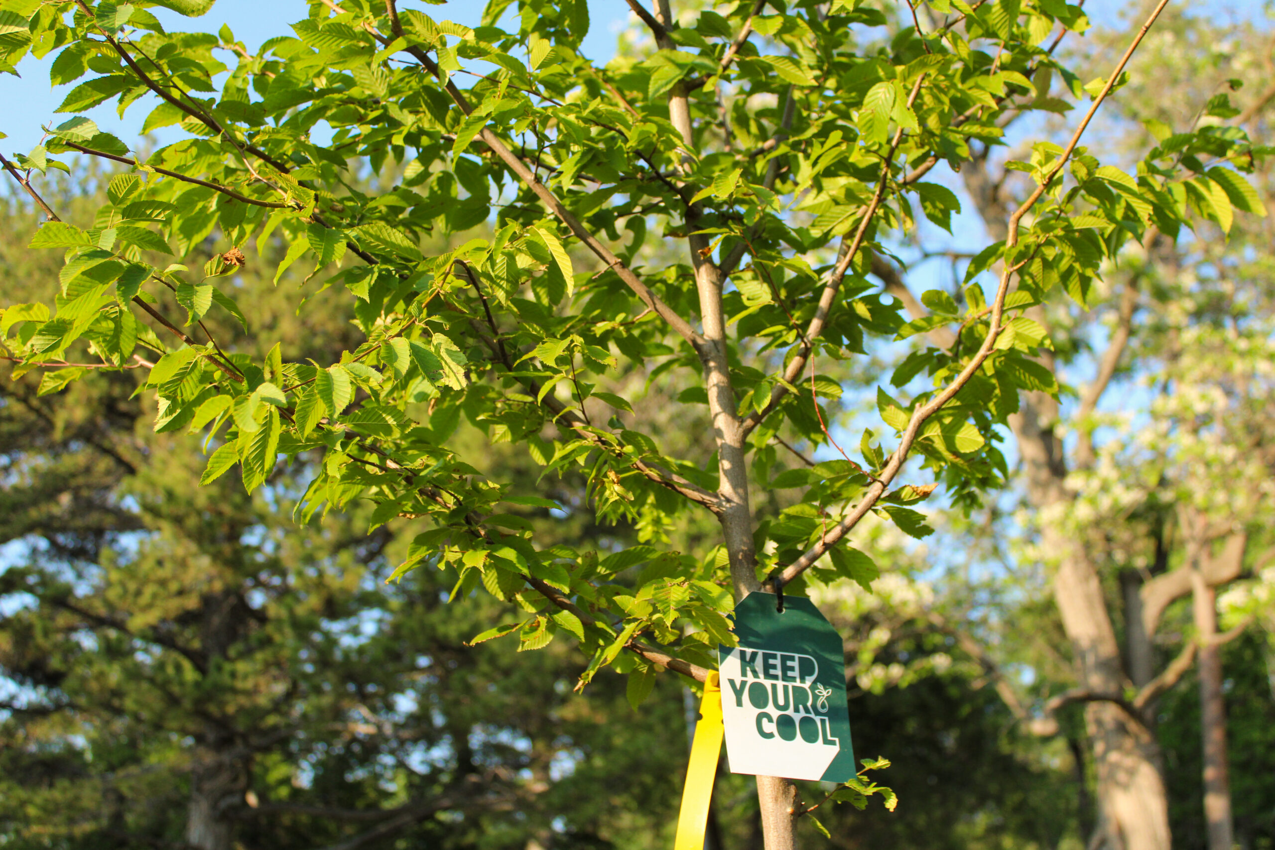 a tree sapling with a keep your cool tag on it.