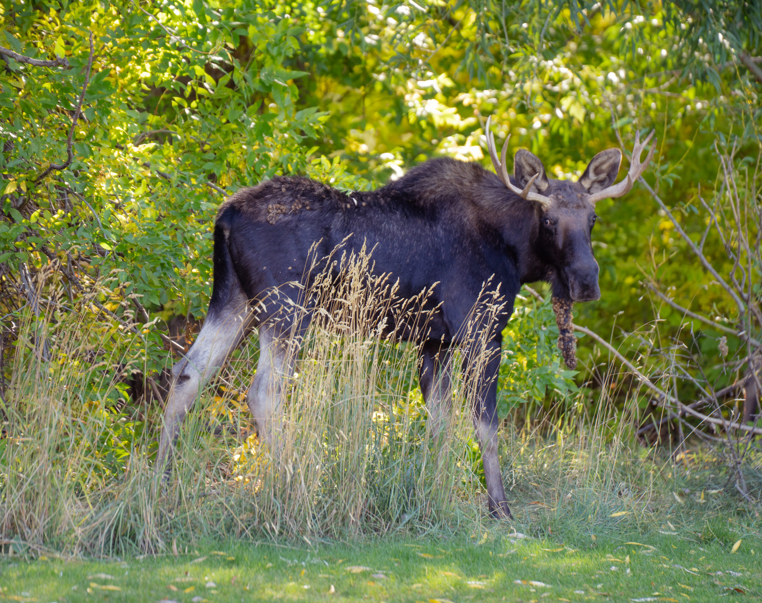 a moose on the edge of a salt lake city golf course