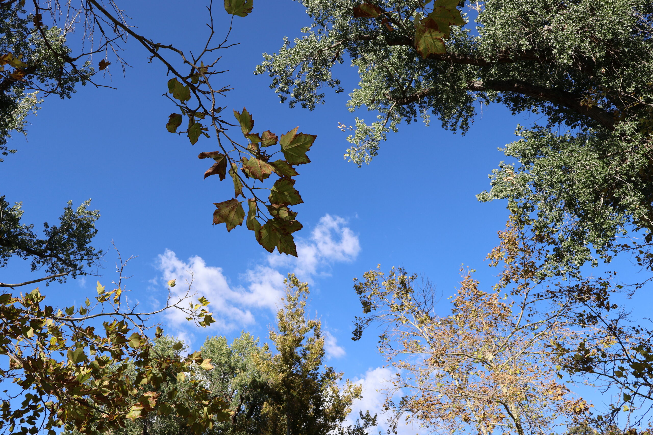 Salt Lake City begins wildfire risk mitigation in several city parks
