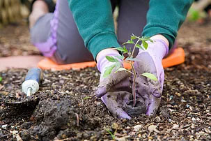 tree planting