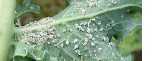 example of pests on garden plants