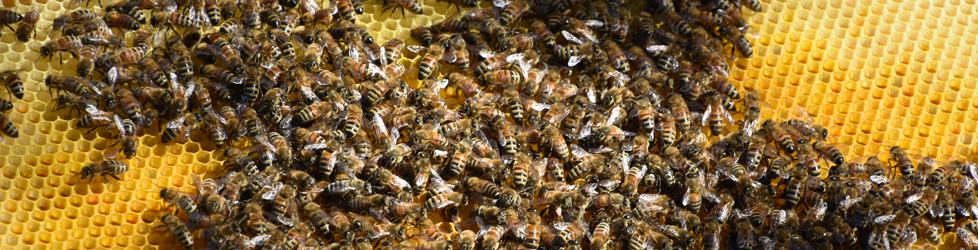 Salt Lake City librarian cares for library's bees in backyard