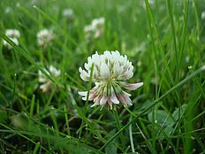 Clover image