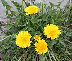 Dandelions image