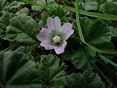 Mallow image