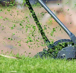 pesticide free: organic lawn care tips