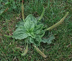 Plantain image