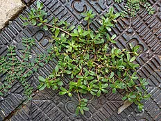 Purslane image