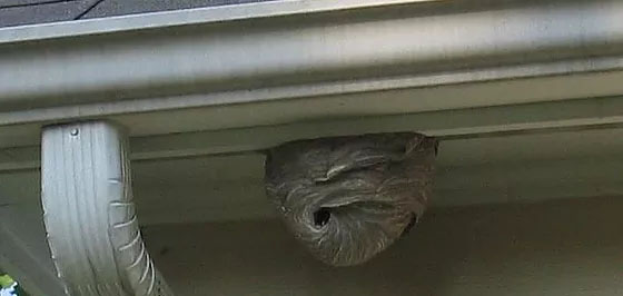 image of wasp nest on home