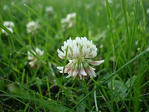 healthy lawn with white clover