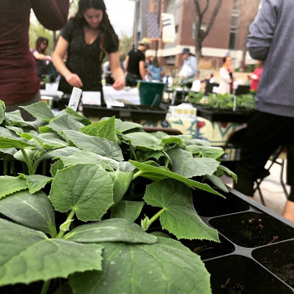 Photo of students participating in Westminster Earth Day Celebration with plant starters in foreground.