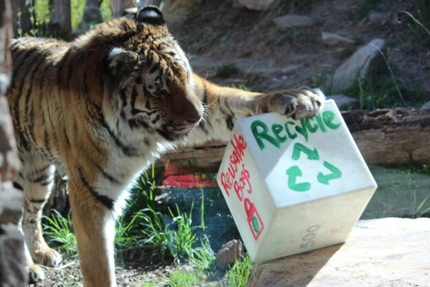 Photo of a tiger in Hogle Zoo playing with a plastic box that is decorated with paint that is encouraging people to recycle.