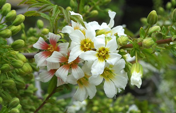 Photo of blooming white flowers.