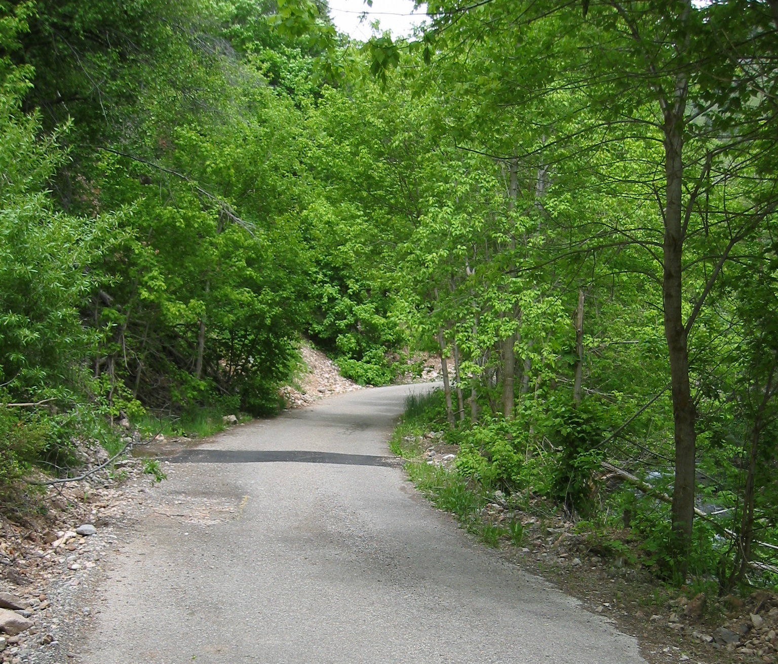 A picture of the City Creek Canyon Trail, a winding path through a lush green forest with dense trees and vegetation.