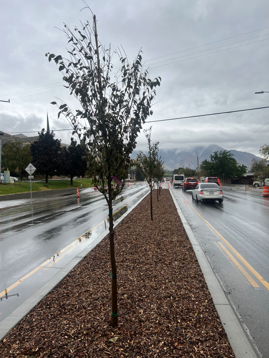 A picture of the landscaping in the median along Foothill Drive at the Kensington intersection.