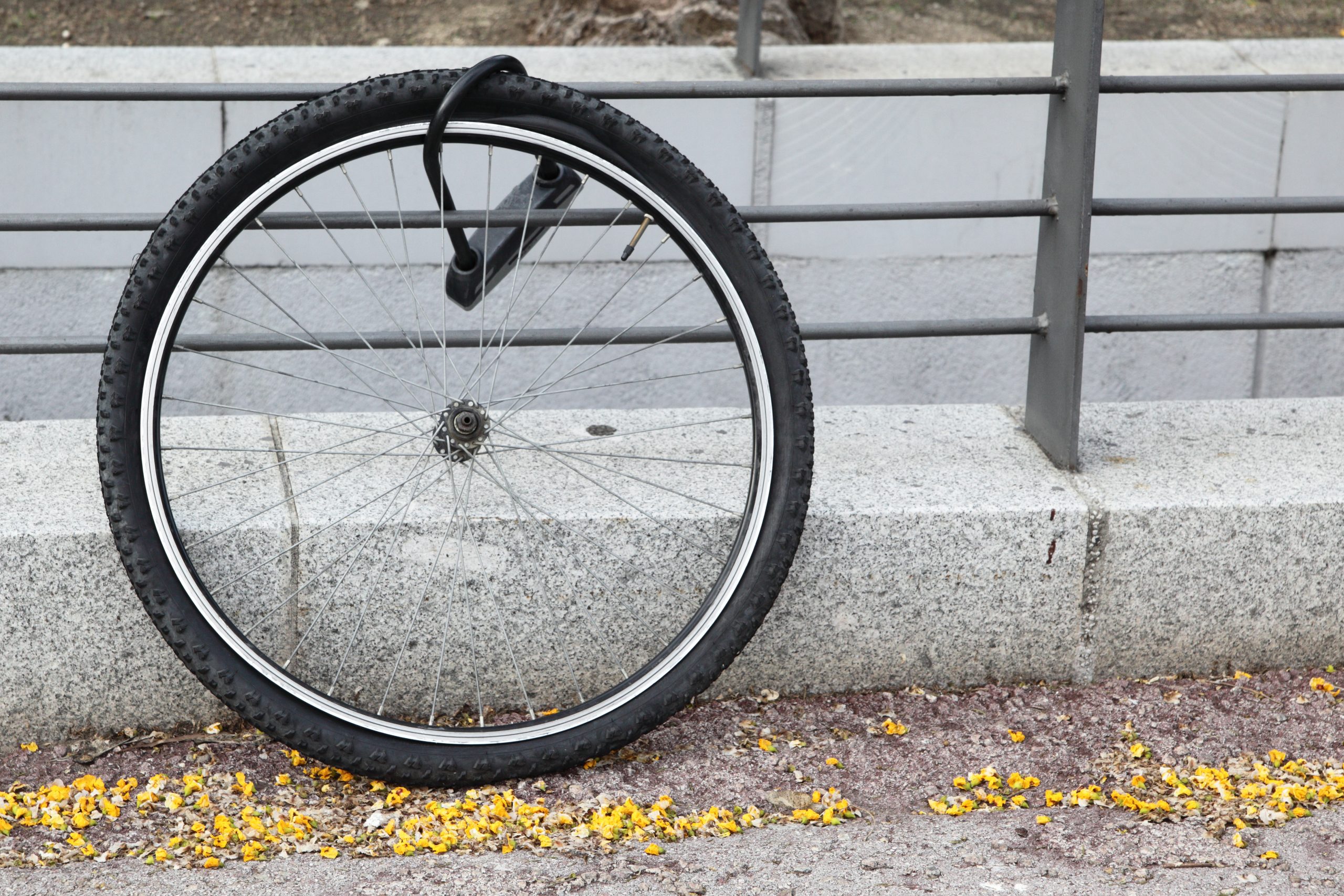 A picture of a bicycle wheel locked to a fence, implying that the rest of the bicycle was stolen.